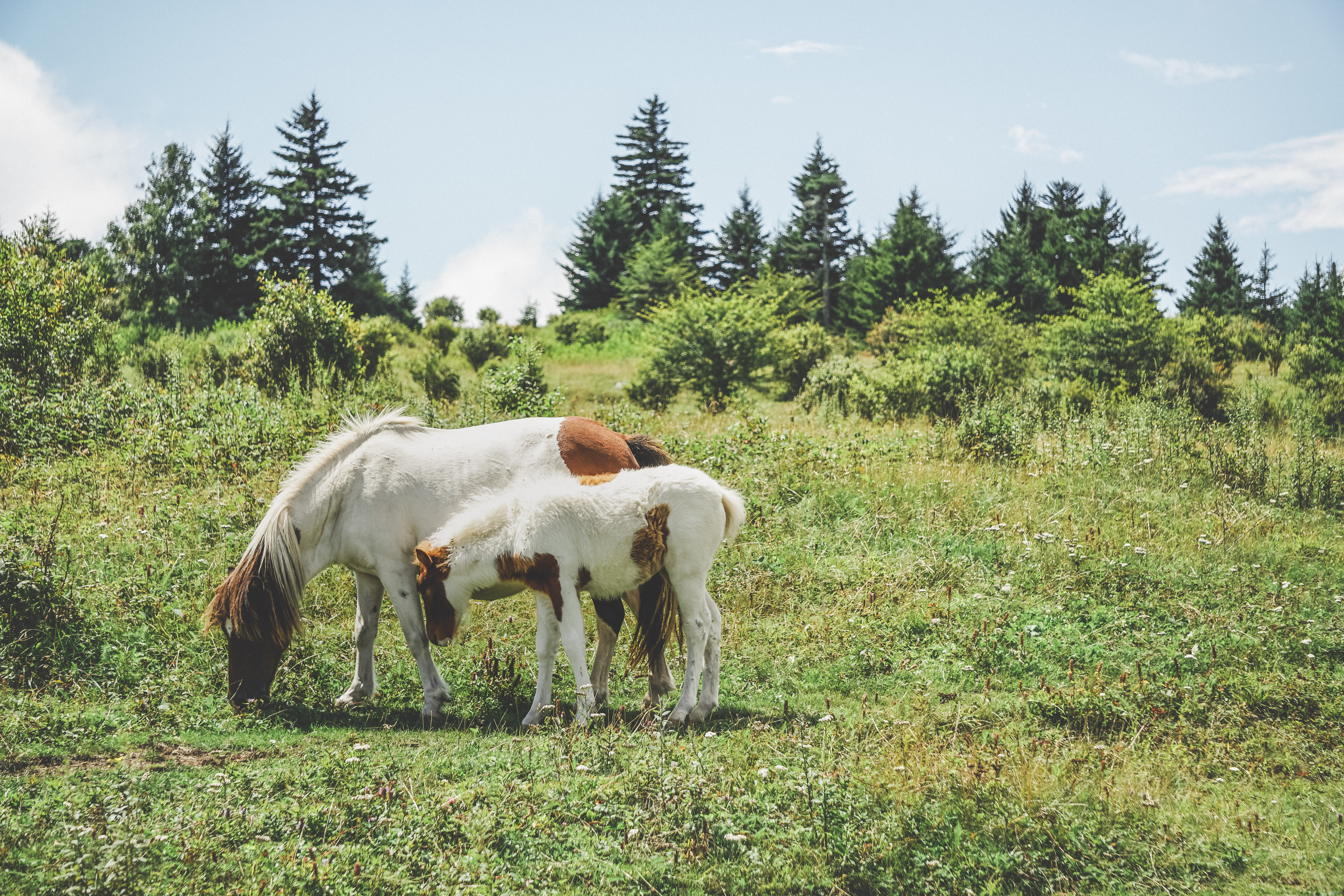 Photograph Wild Horses at Grayson Highlands State Park