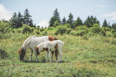Photograph Wild Horses at Grayson Highlands State Park