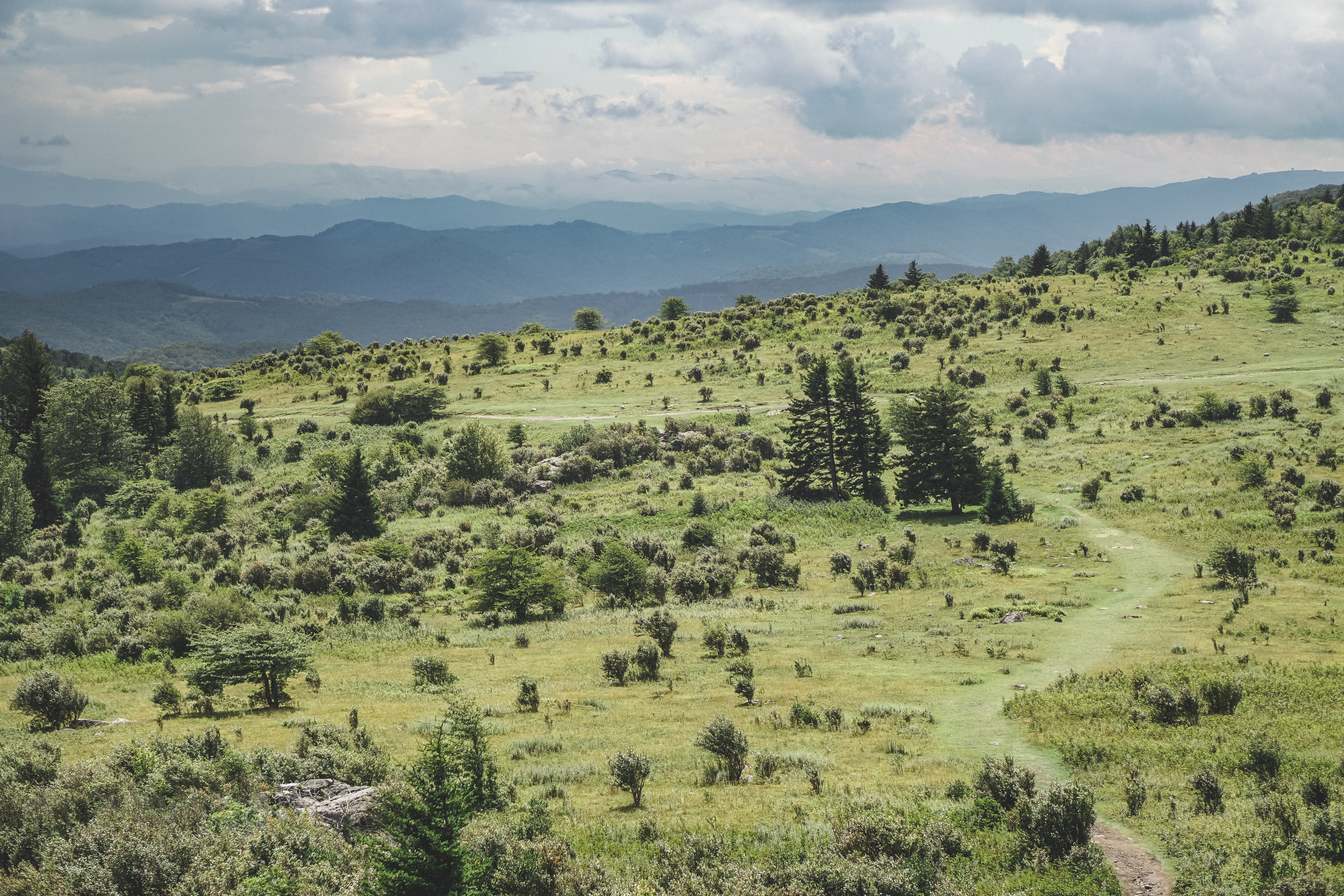 Photograph Wild Horses at Grayson Highlands State Park