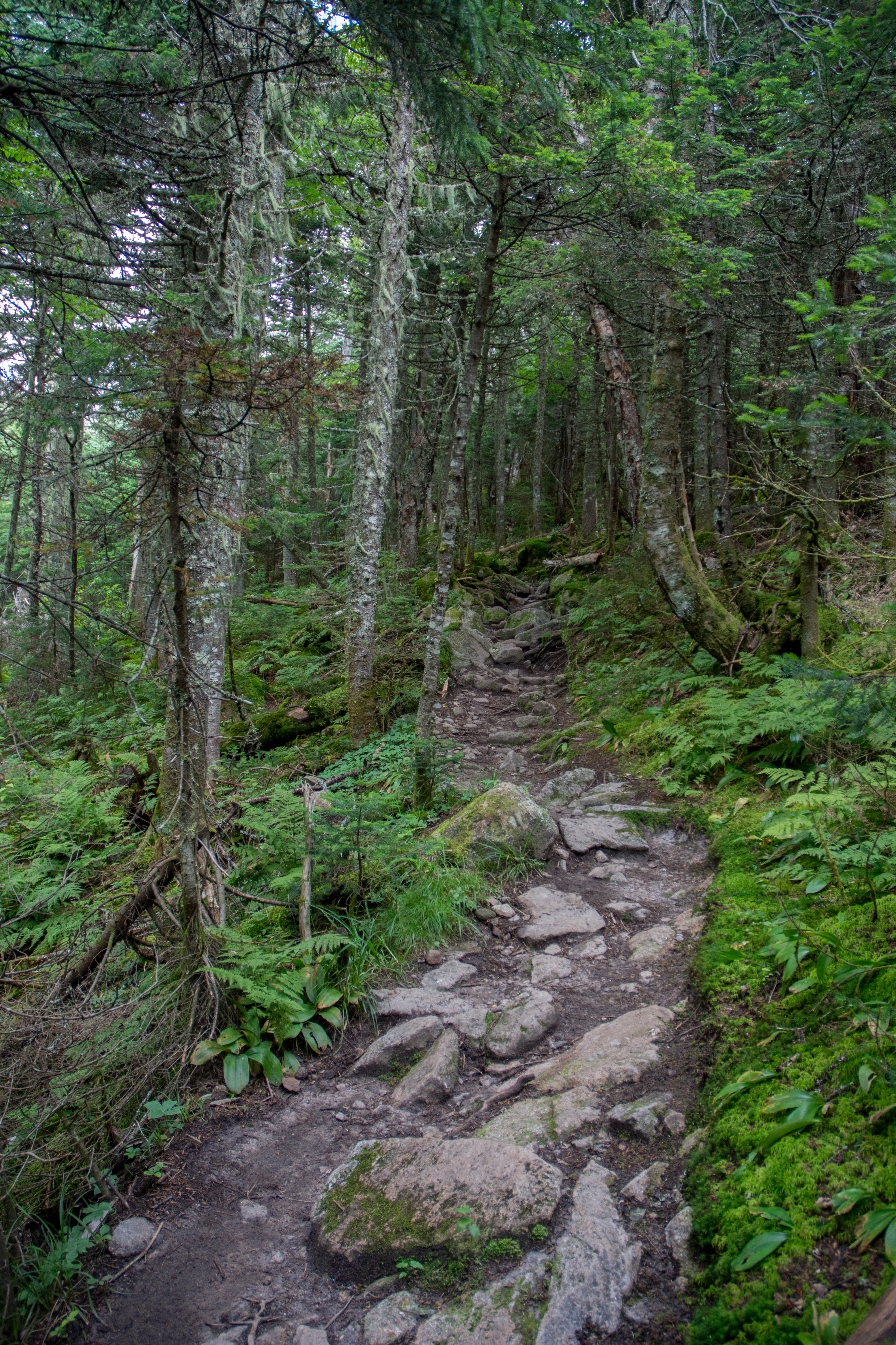 Hike Mt. Pierce