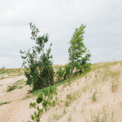 Hike the Ghost Forest Trail and the Dunes of Glen Haven