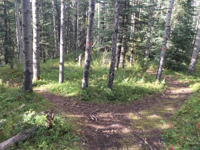 Hike to Muskeg Falls in Grande Cache