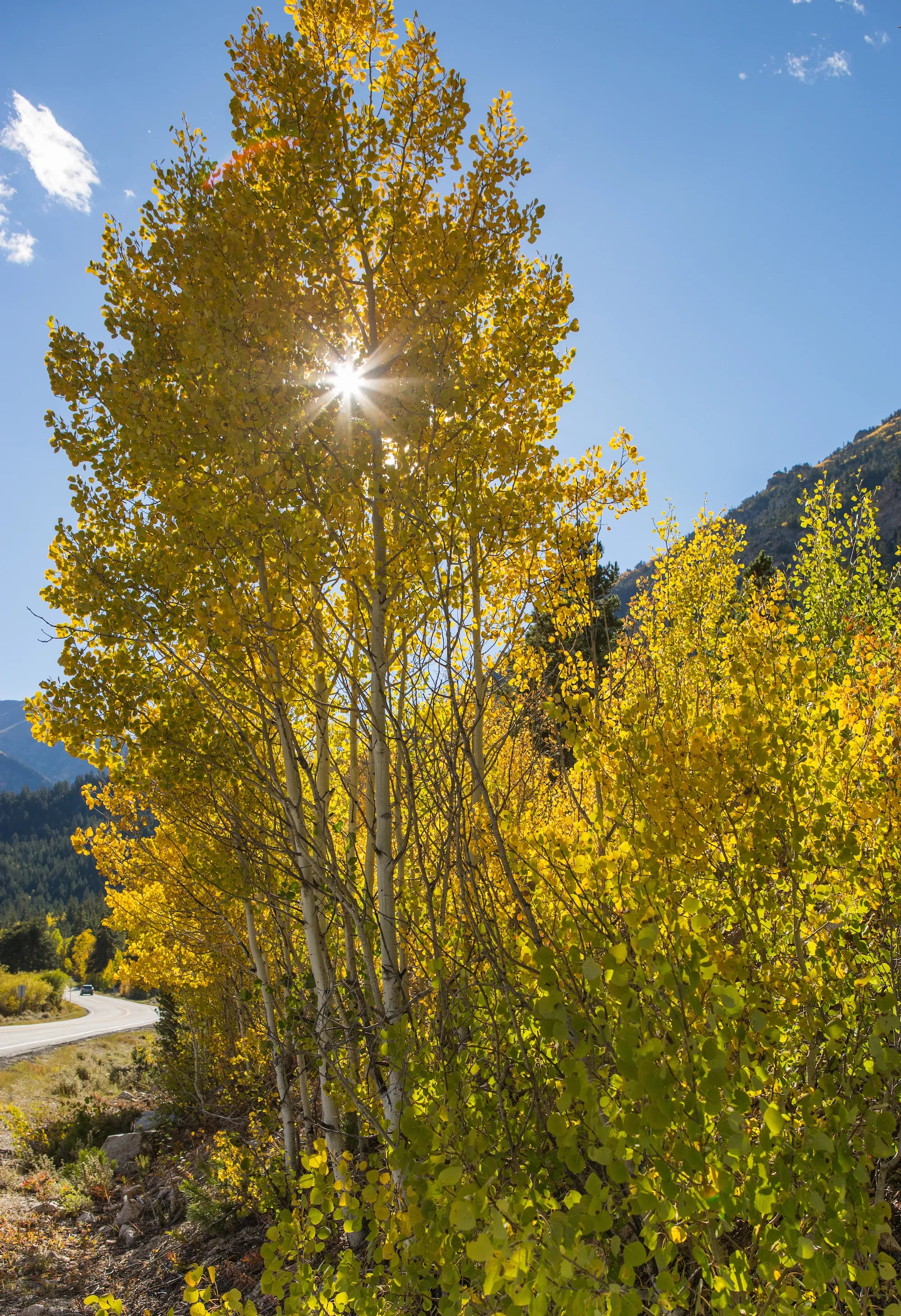 Photograph Fall Colors Along Independence Pass and Twin Lakes, CO