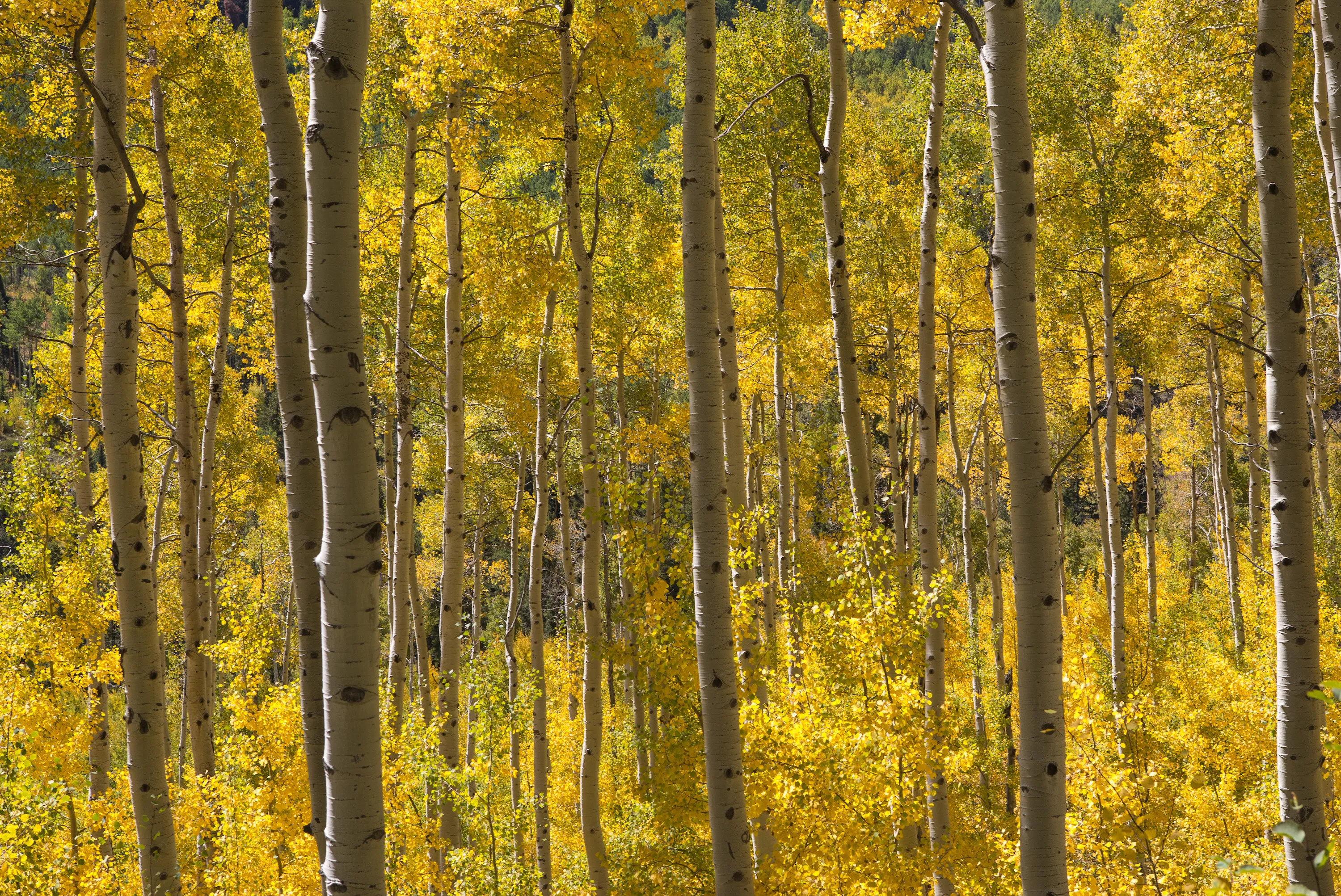 Photograph Fall Colors Along Independence Pass and Twin Lakes, CO