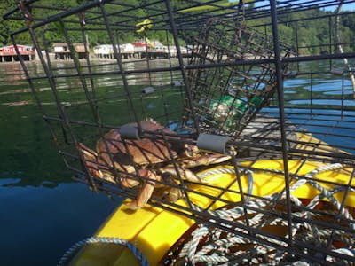 Crabbing Puget Sound