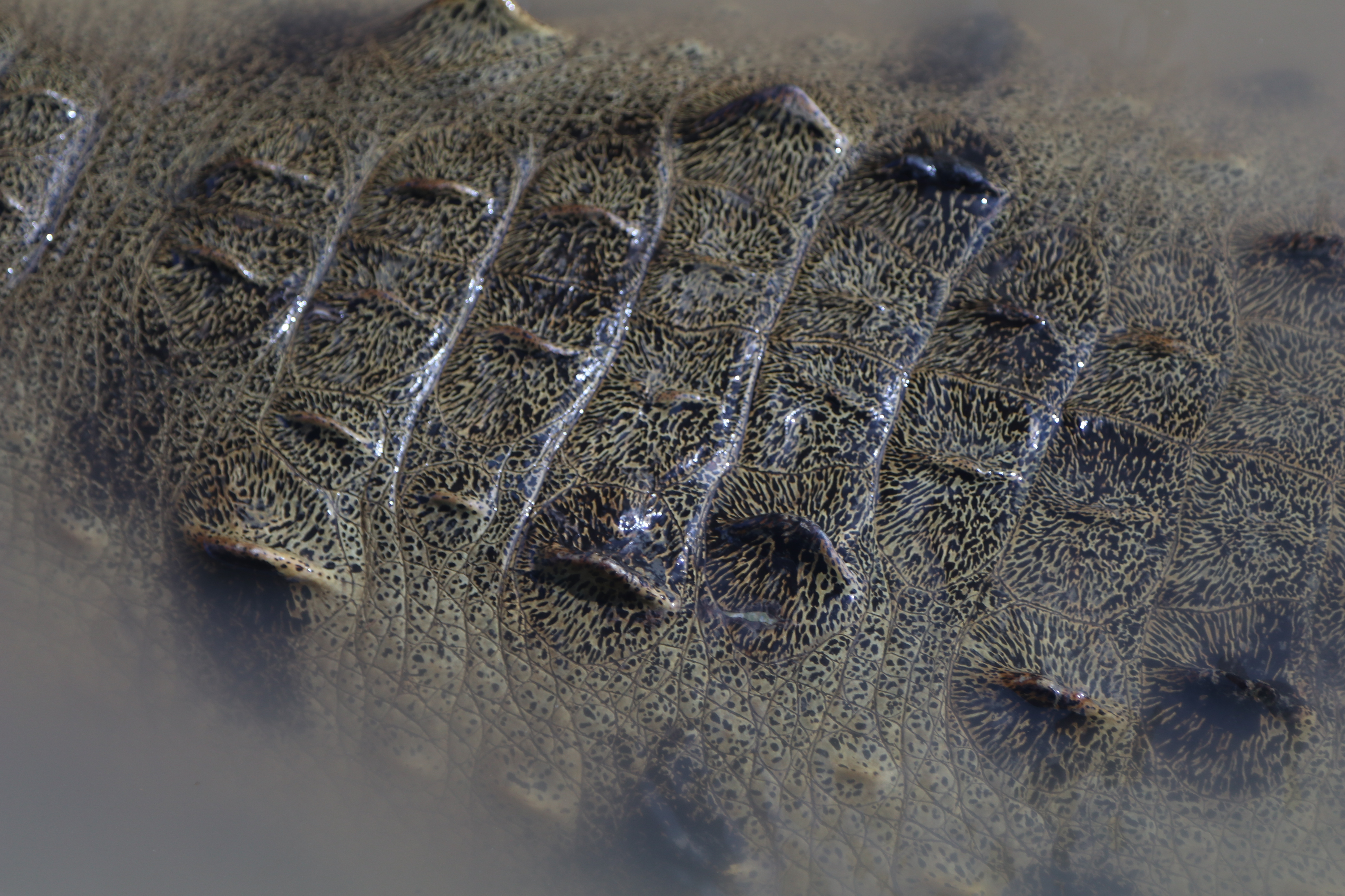 Photograph Crocodiles under the Tarcoles River Crocodile Bridge