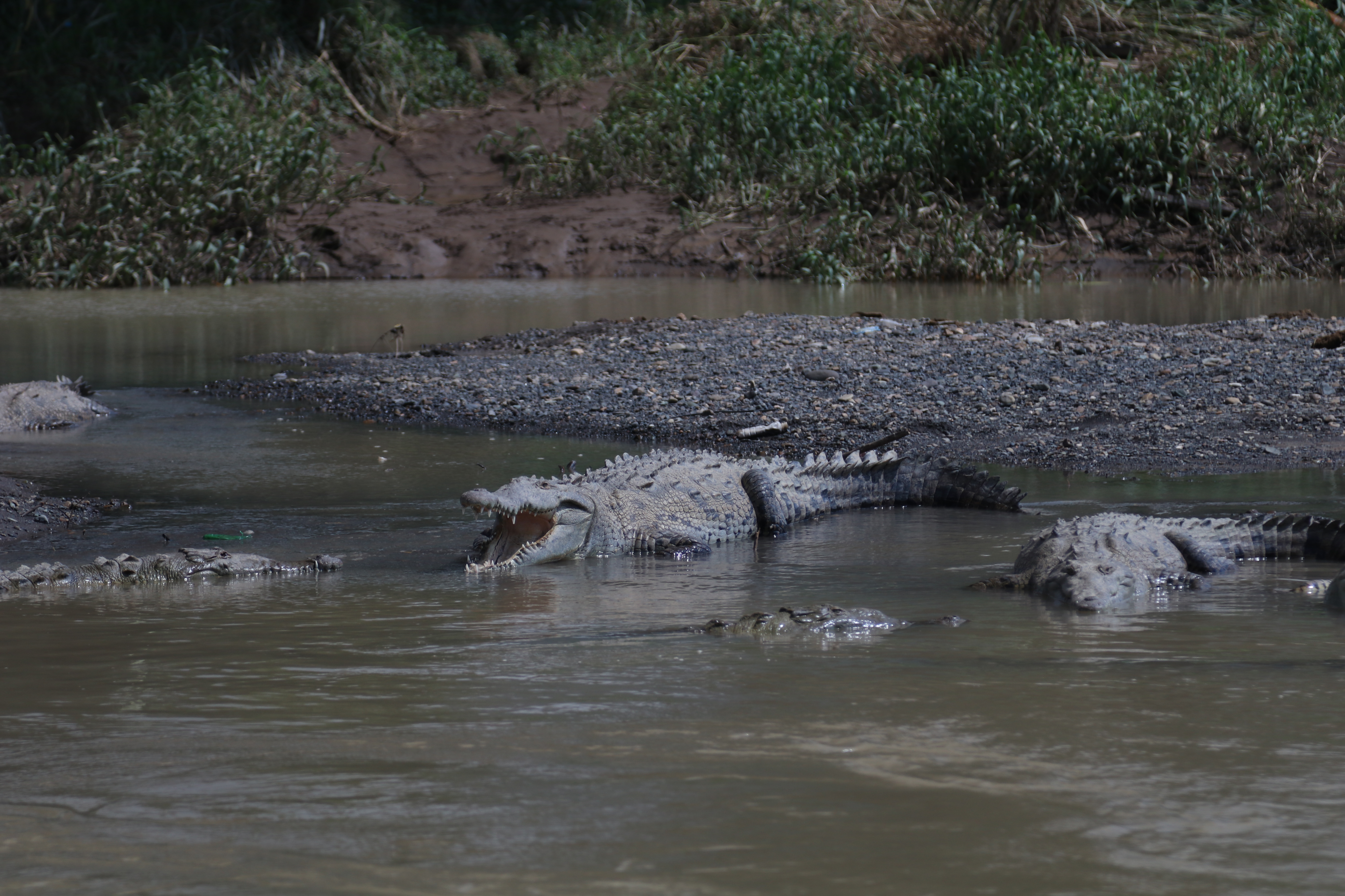 Photograph Crocodiles under the Tarcoles River Crocodile Bridge