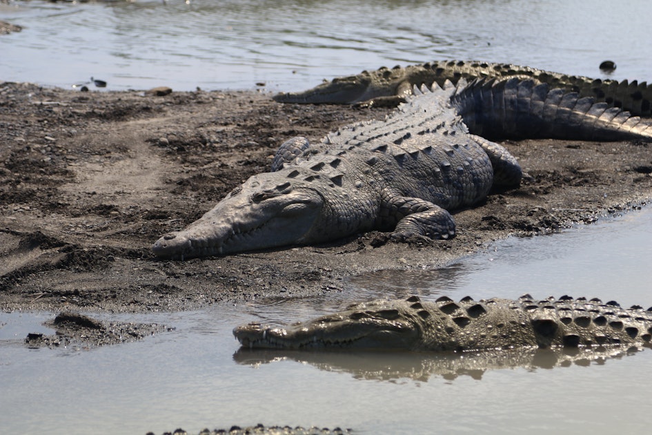 Photograph Crocodiles under the Tarcoles River Crocodile Bridge, 34, Costa Rica