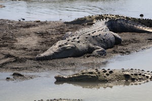 Photograph Crocodiles under the Tarcoles River Crocodile Bridge