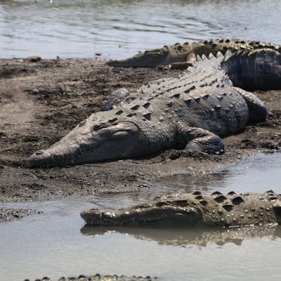Photograph Crocodiles under the Tarcoles River Crocodile Bridge