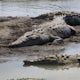 Photograph Crocodiles under the Tarcoles River Crocodile Bridge