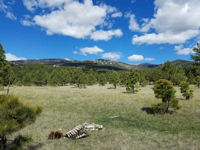 Four Days In New Mexico's Valle Vidal