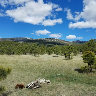 Four Days In New Mexico's Valle Vidal