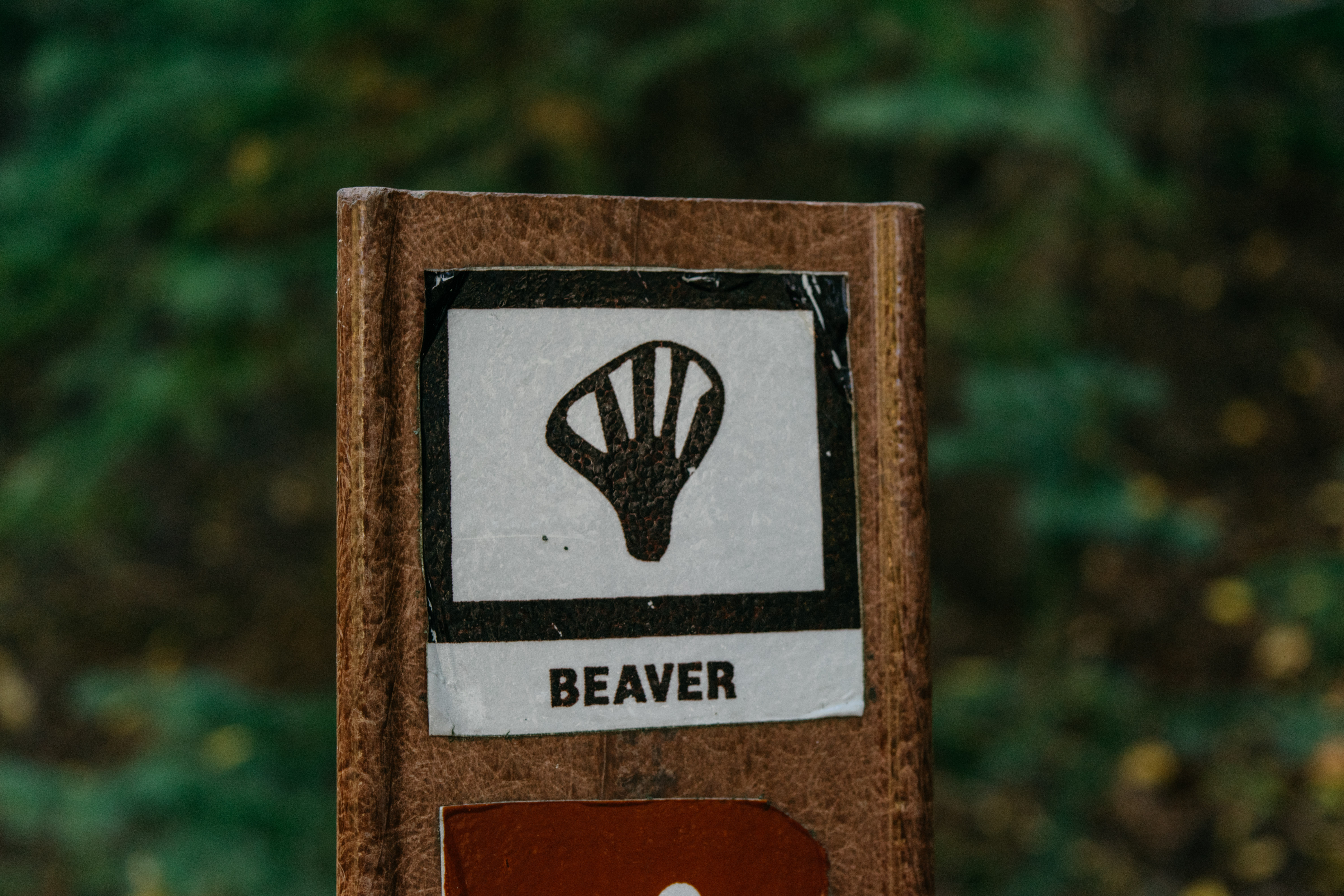 Hike Beaver Trail in Golden Gate Canyon State Park