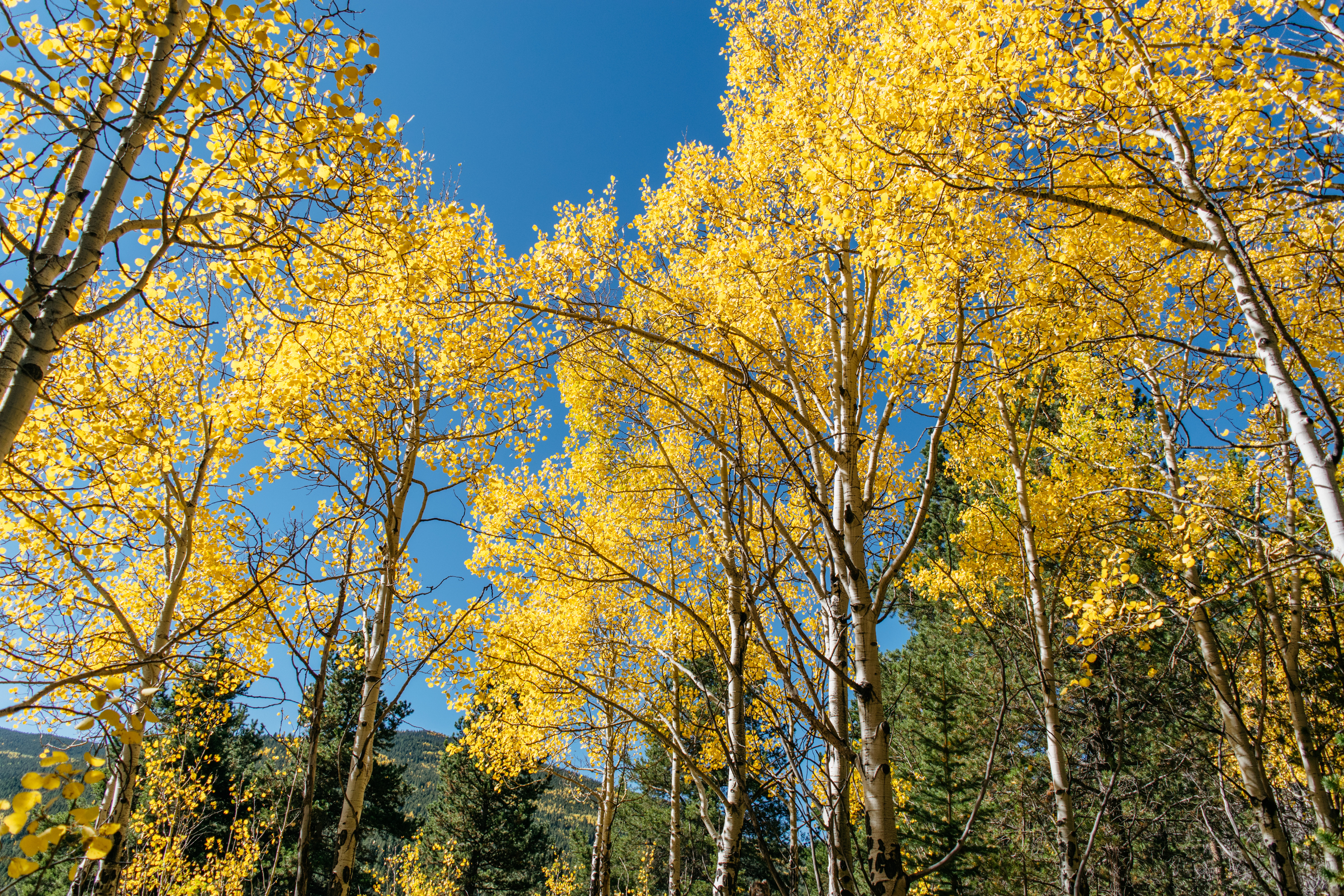 Hike Beaver Trail in Golden Gate Canyon State Park