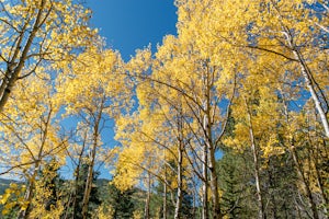 Hike Beaver Trail in Golden Gate Canyon State Park