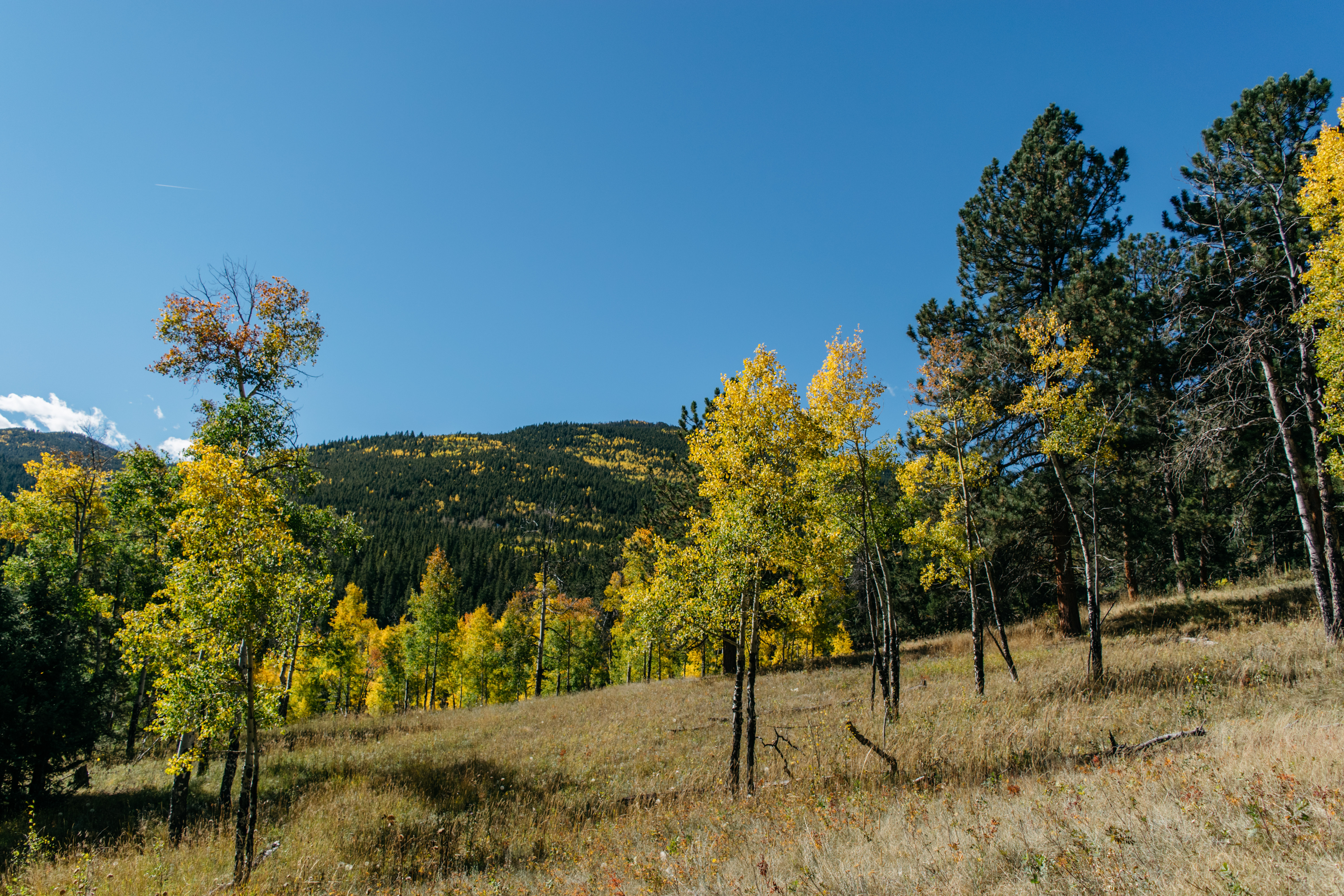 Hike Beaver Trail in Golden Gate Canyon State Park