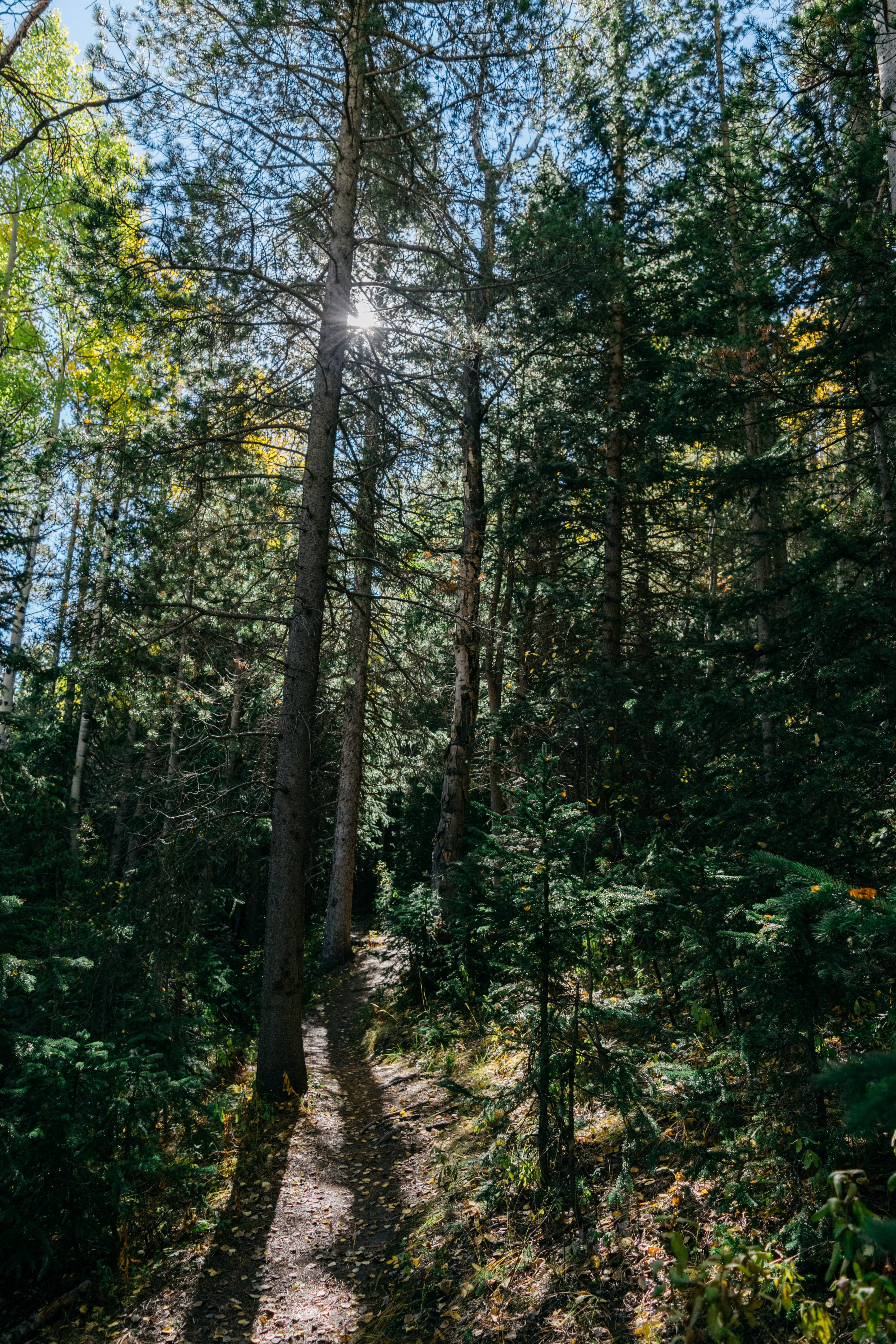 Hike Beaver Trail in Golden Gate Canyon State Park