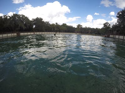 Swim at Lithia Springs