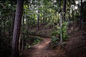 Lake Trail Loop