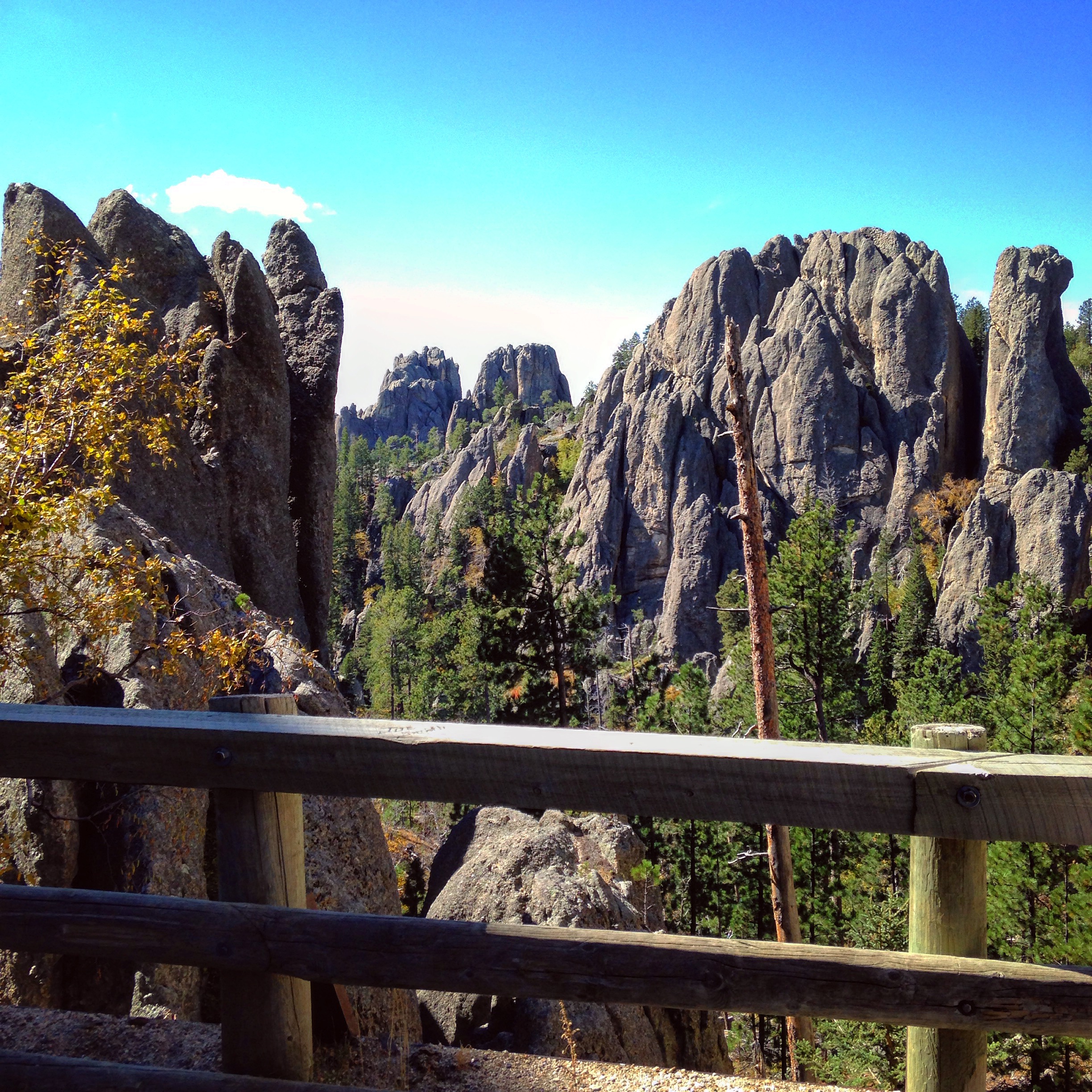 Drive Needles Highway in Custer State Park