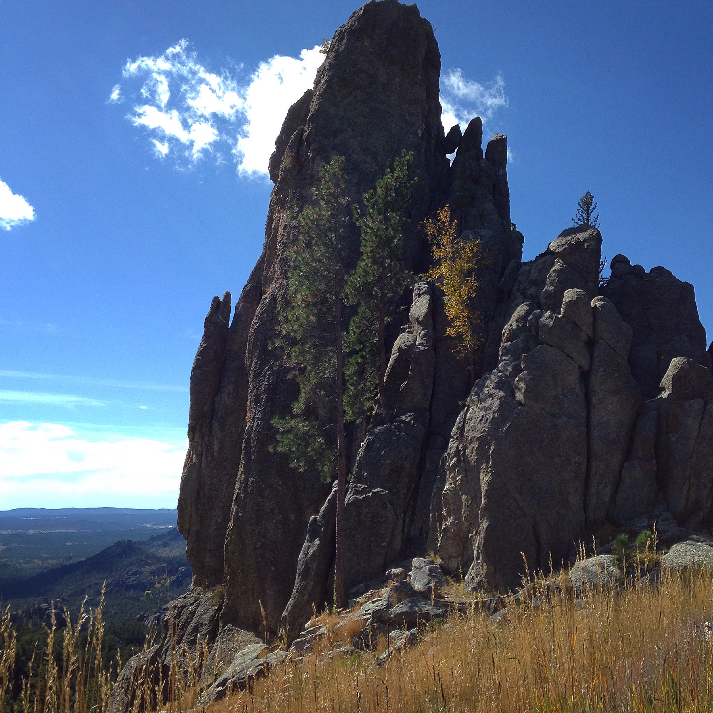 Drive Needles Highway in Custer State Park