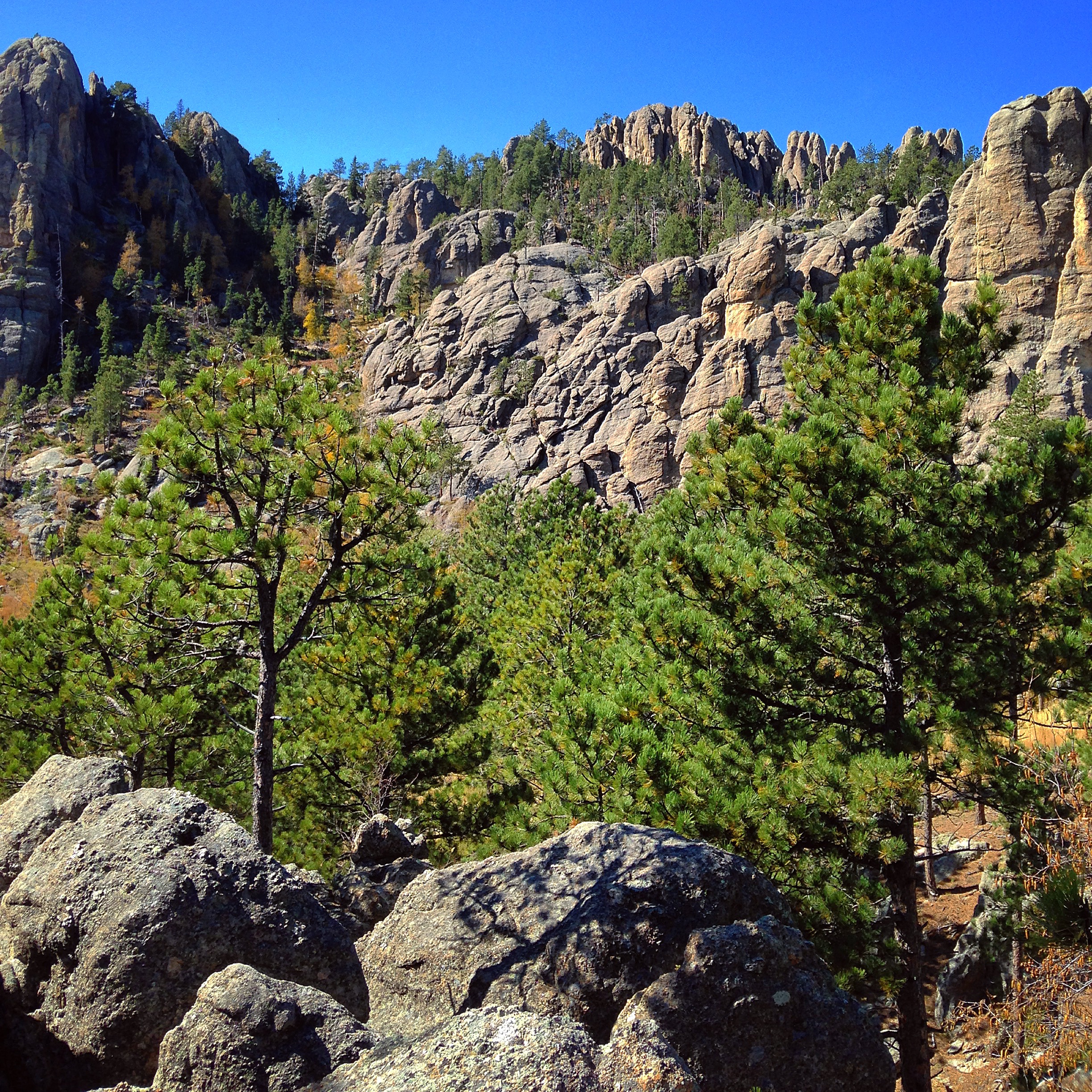 Drive Needles Highway in Custer State Park