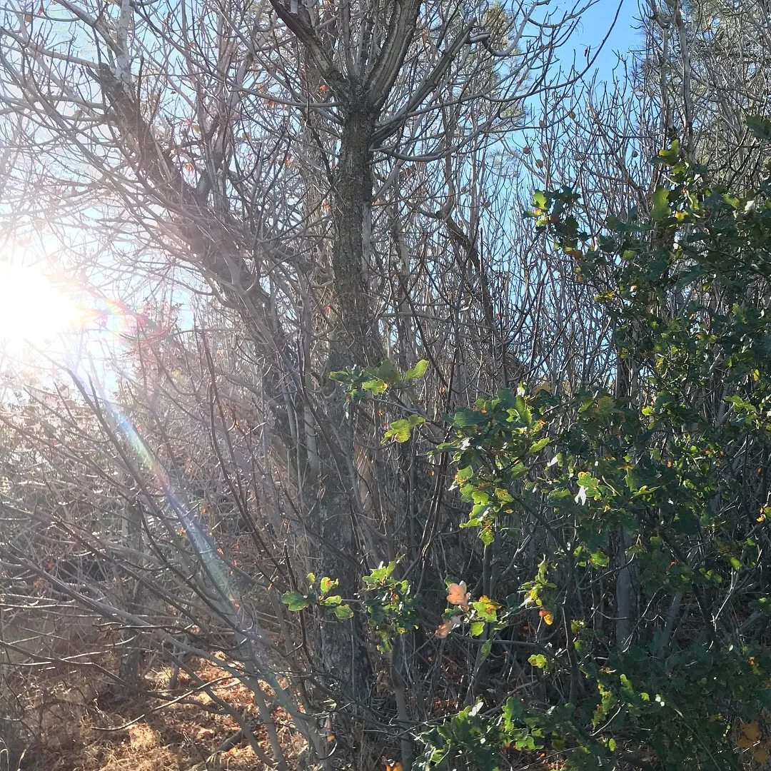 Hike the Pacific Crest Trail from Horse Trail to Bear Campground