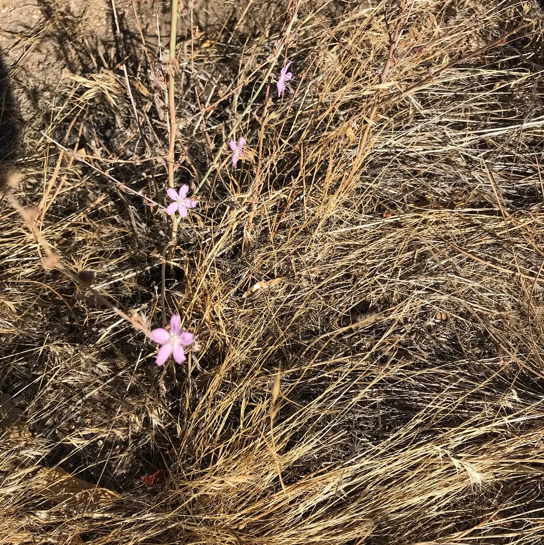Hike the Pacific Crest Trail from Horse Trail to Bear Campground