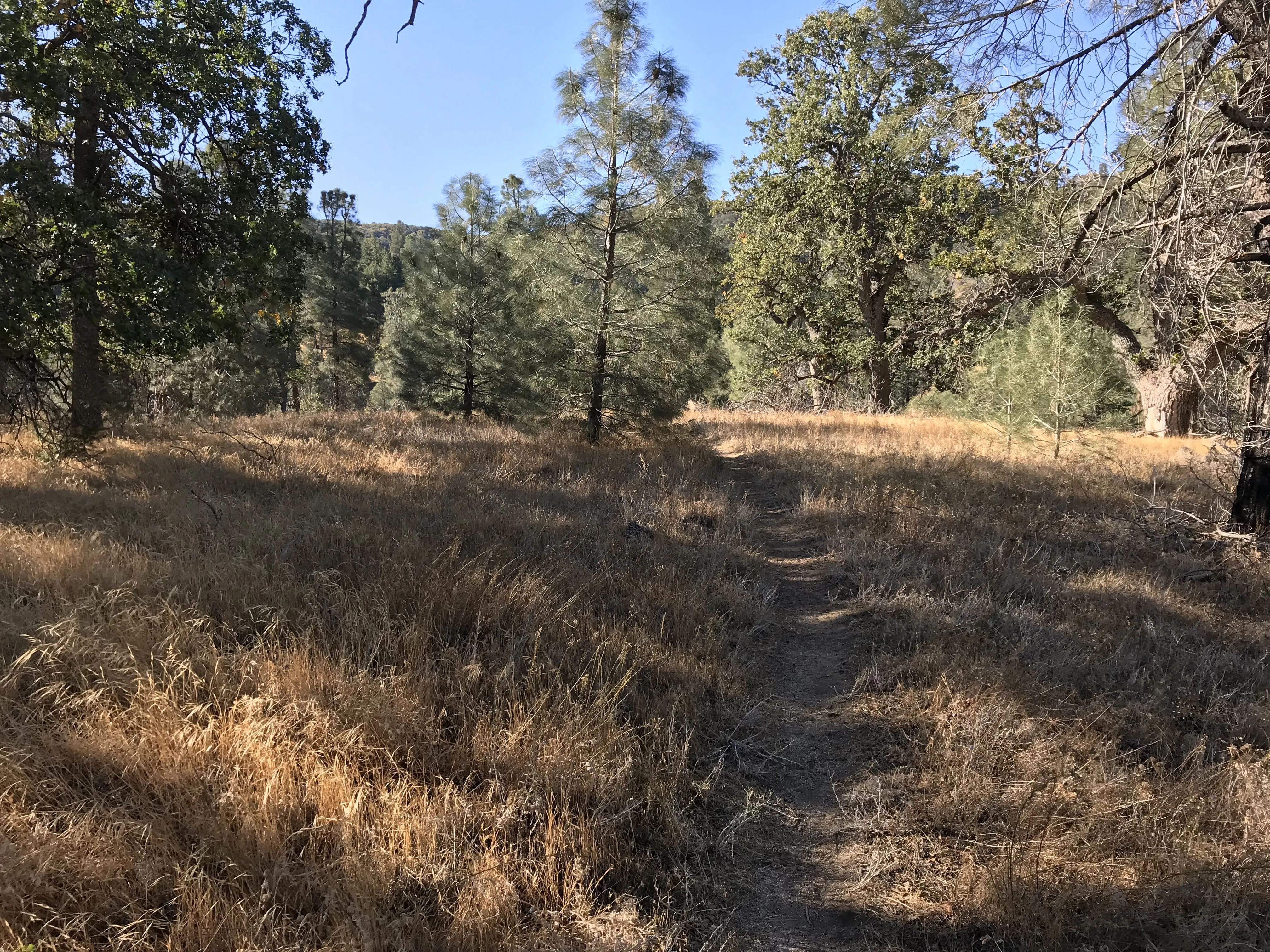 Hike the Pacific Crest Trail from Horse Trail to Bear Campground