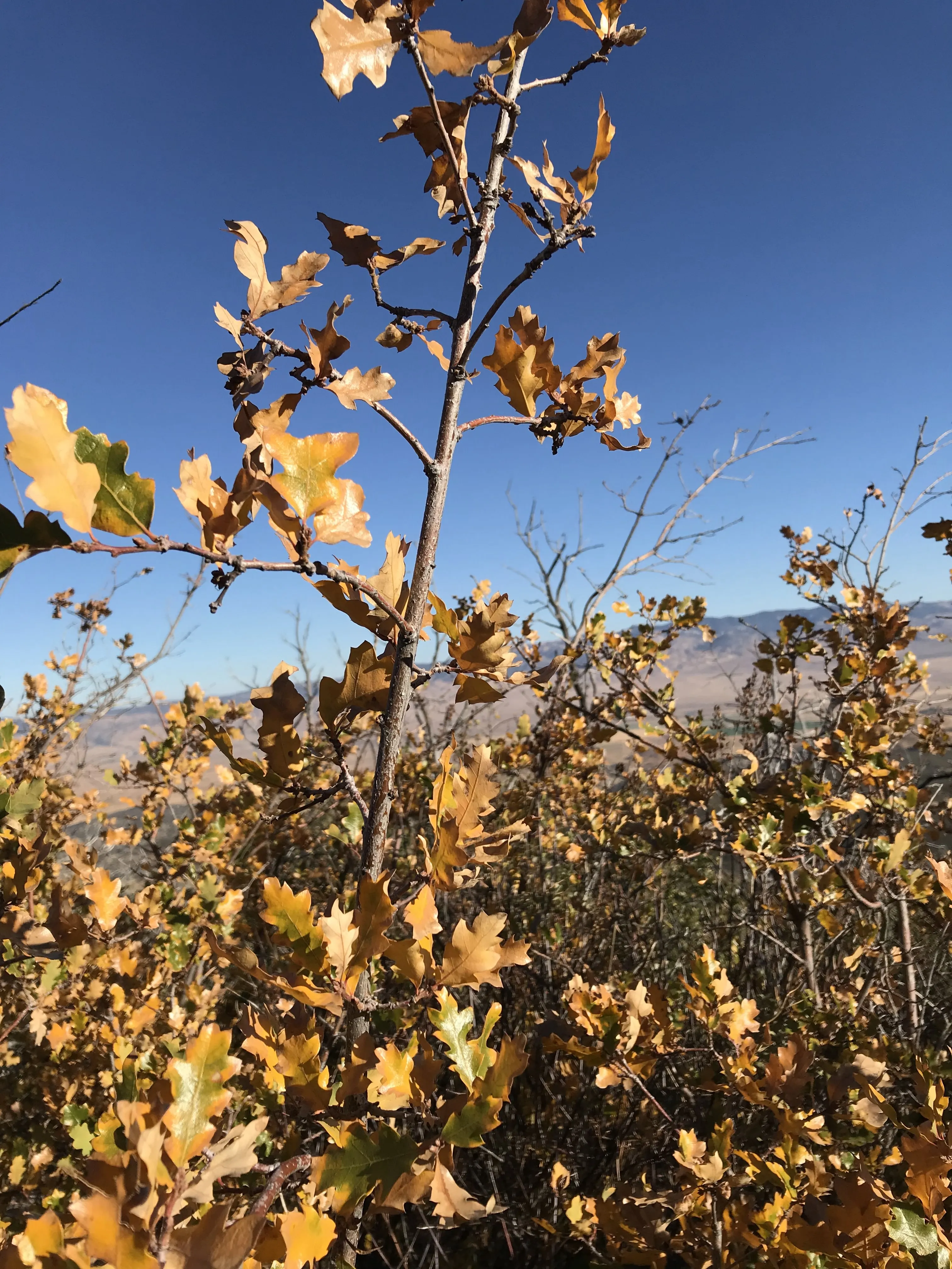 Hike the Pacific Crest Trail from Horse Trail to Bear Campground