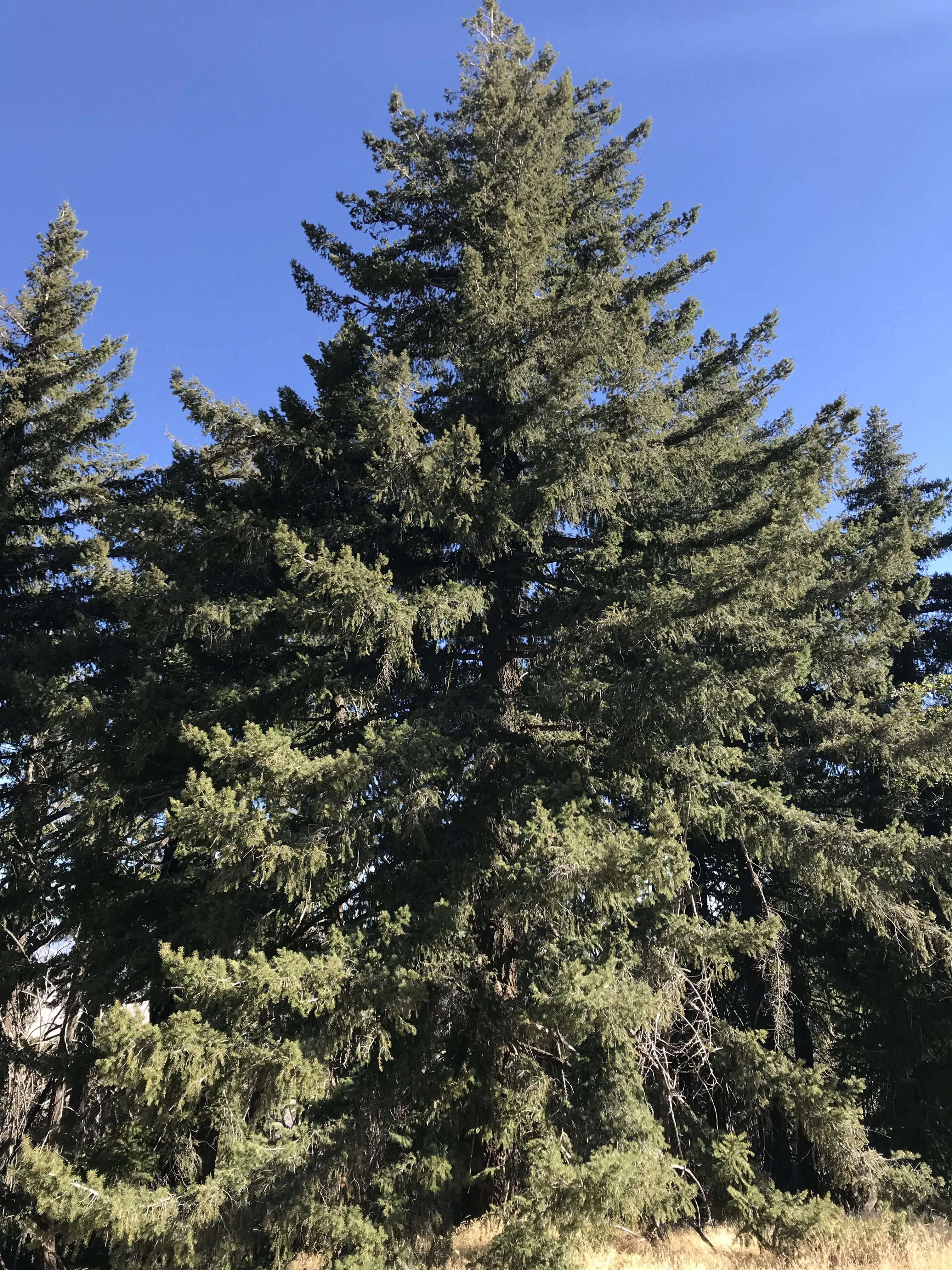 Hike the Pacific Crest Trail from Horse Trail to Bear Campground
