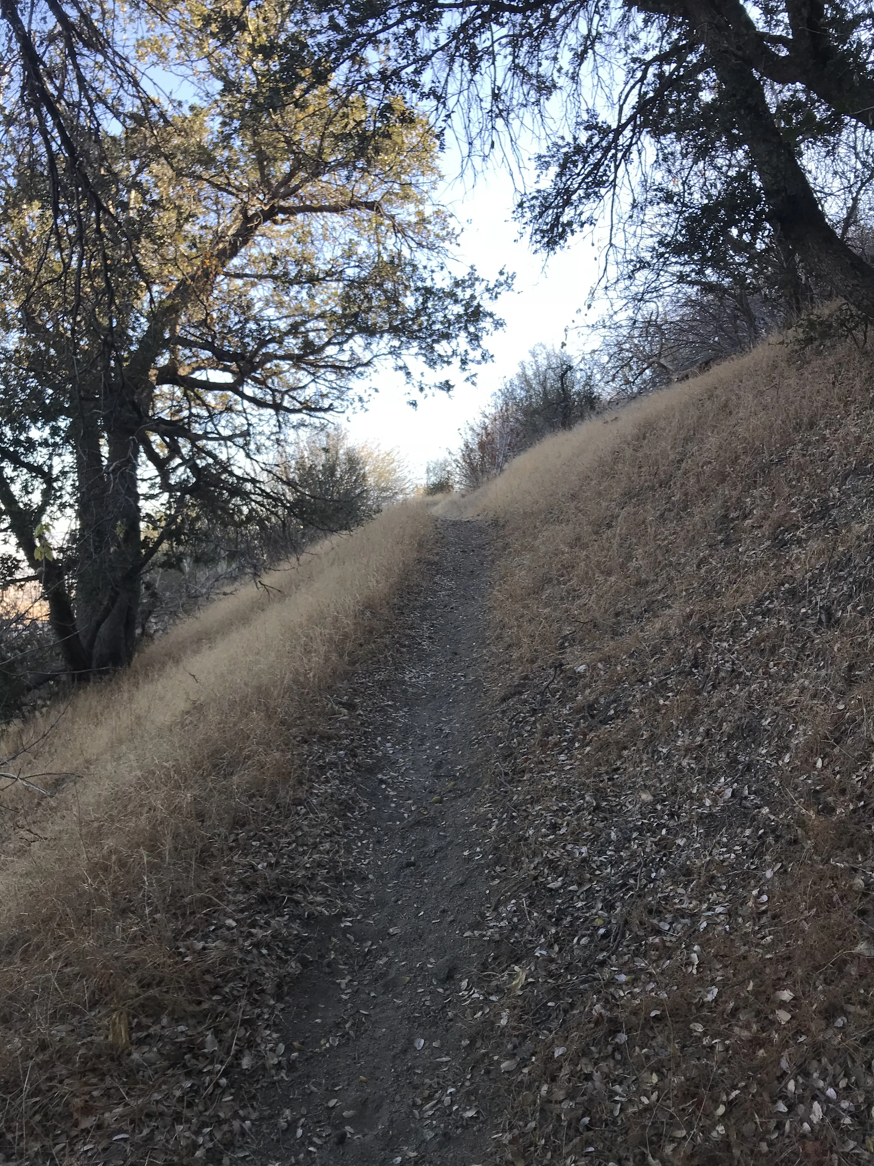 Hike the Pacific Crest Trail from Horse Trail to Bear Campground