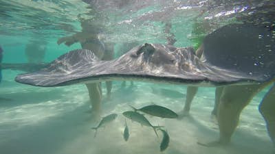 Swim with Stingrays in Grand Cayman's Stingray City