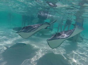 Swim with Stingrays in Grand Cayman's Stingray City