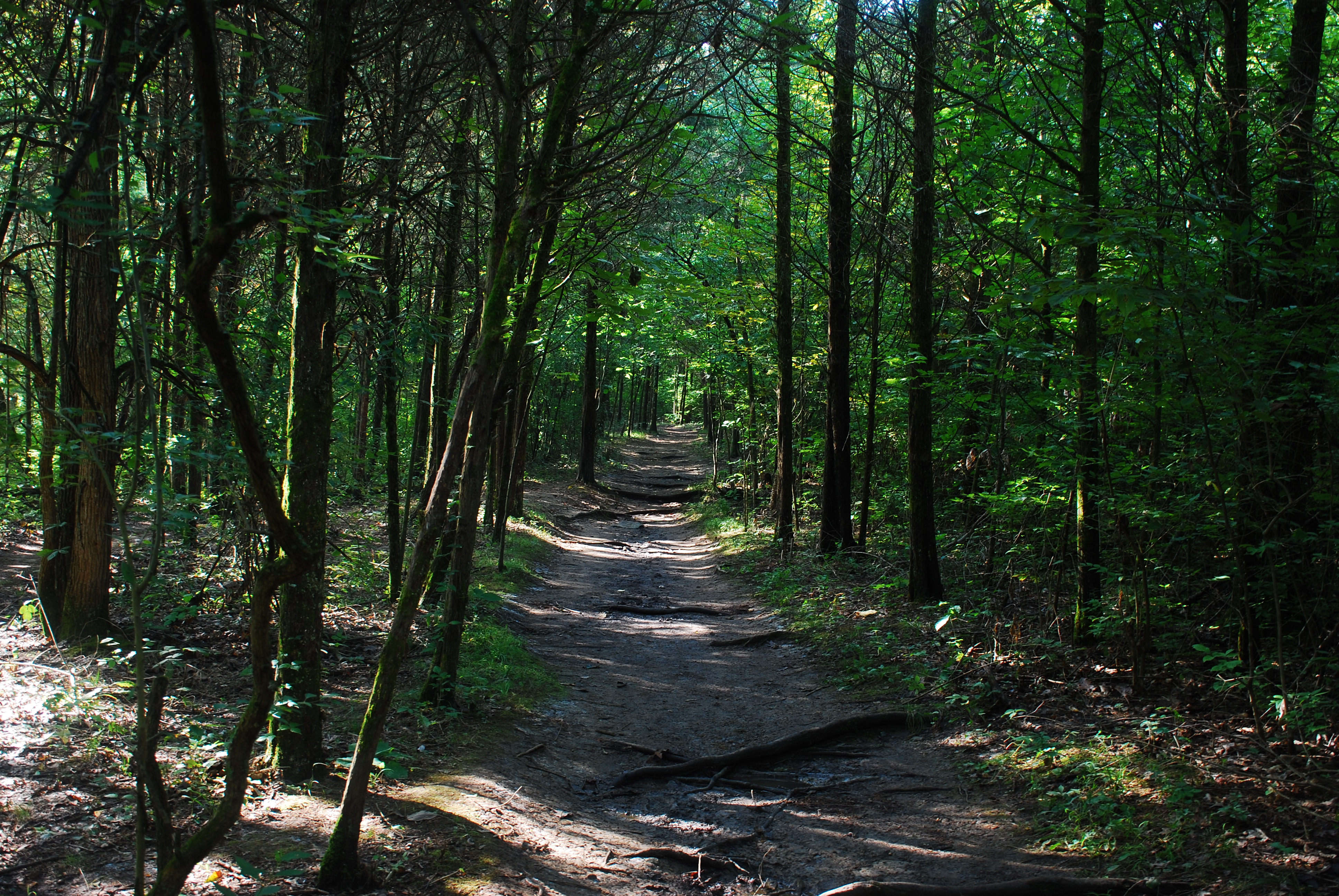 Hike to Horseshoe Falls