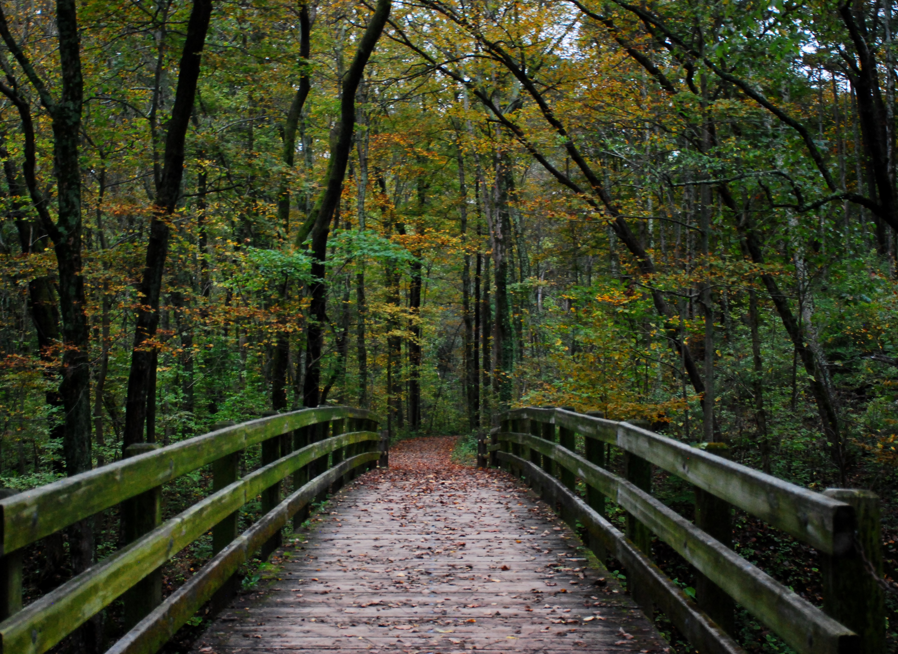 Hike the Sharon Woods Gorge Trail