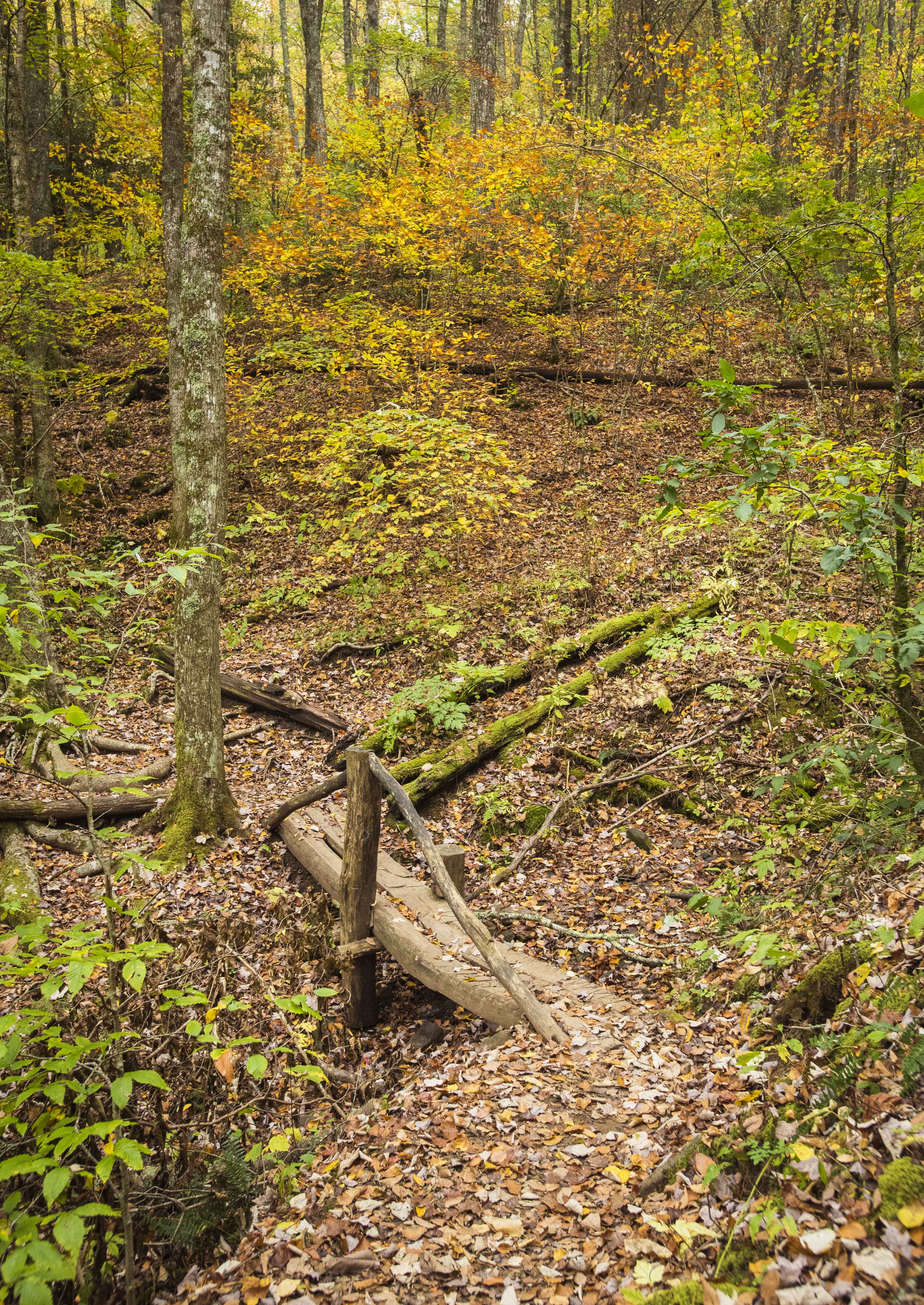 Siler Bald from Wayah Gap