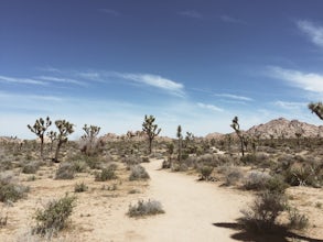 Willow Hole Trail in Joshua Tree National Park