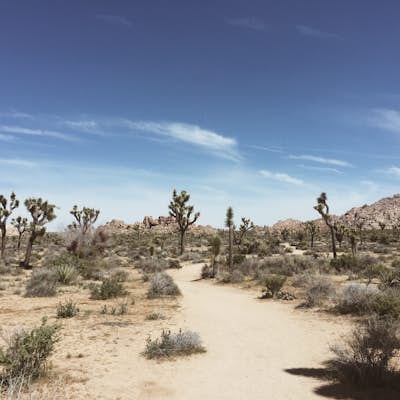 Willow Hole Trail in Joshua Tree National Park