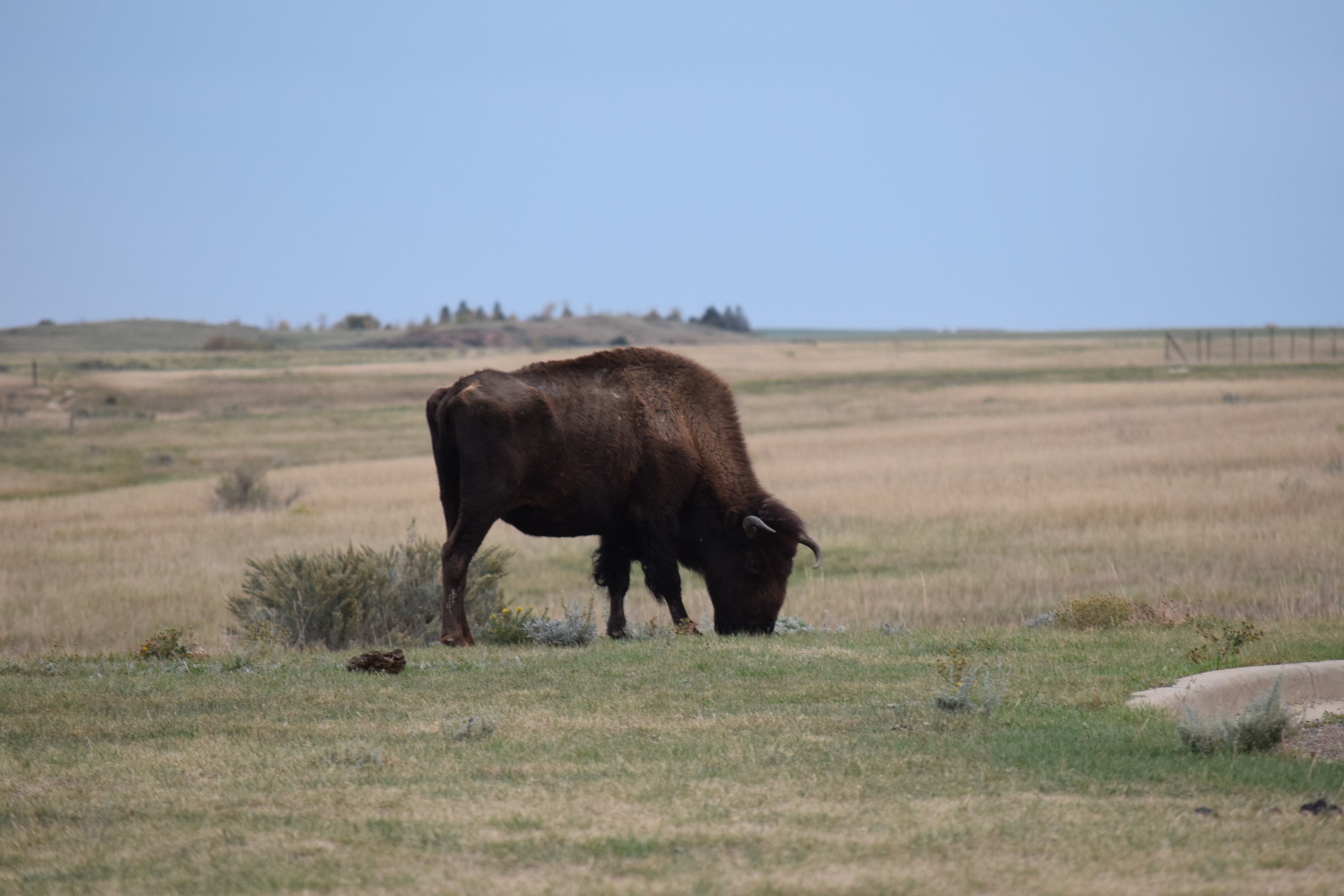 Petrified Forest Loop