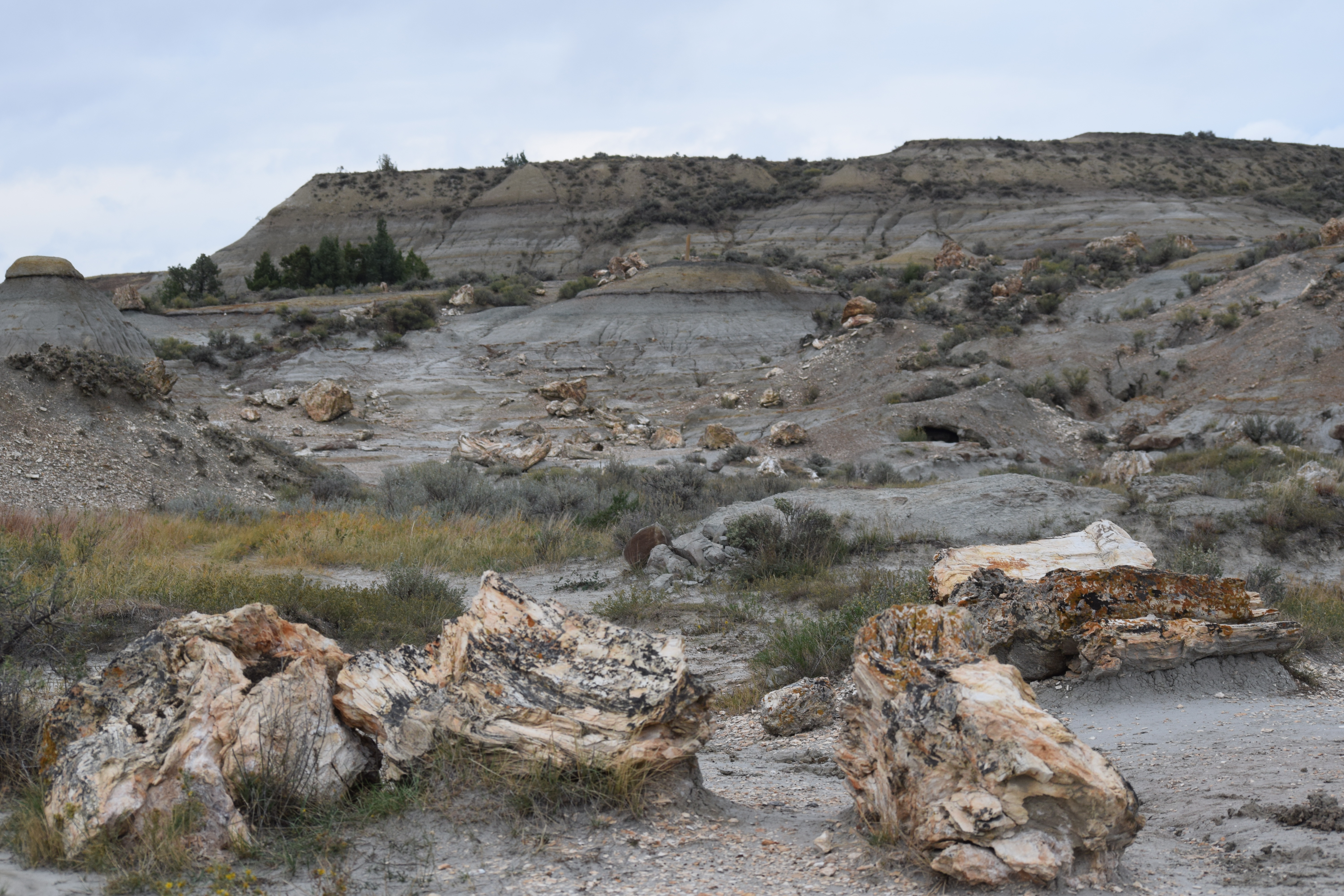 Petrified Forest Loop