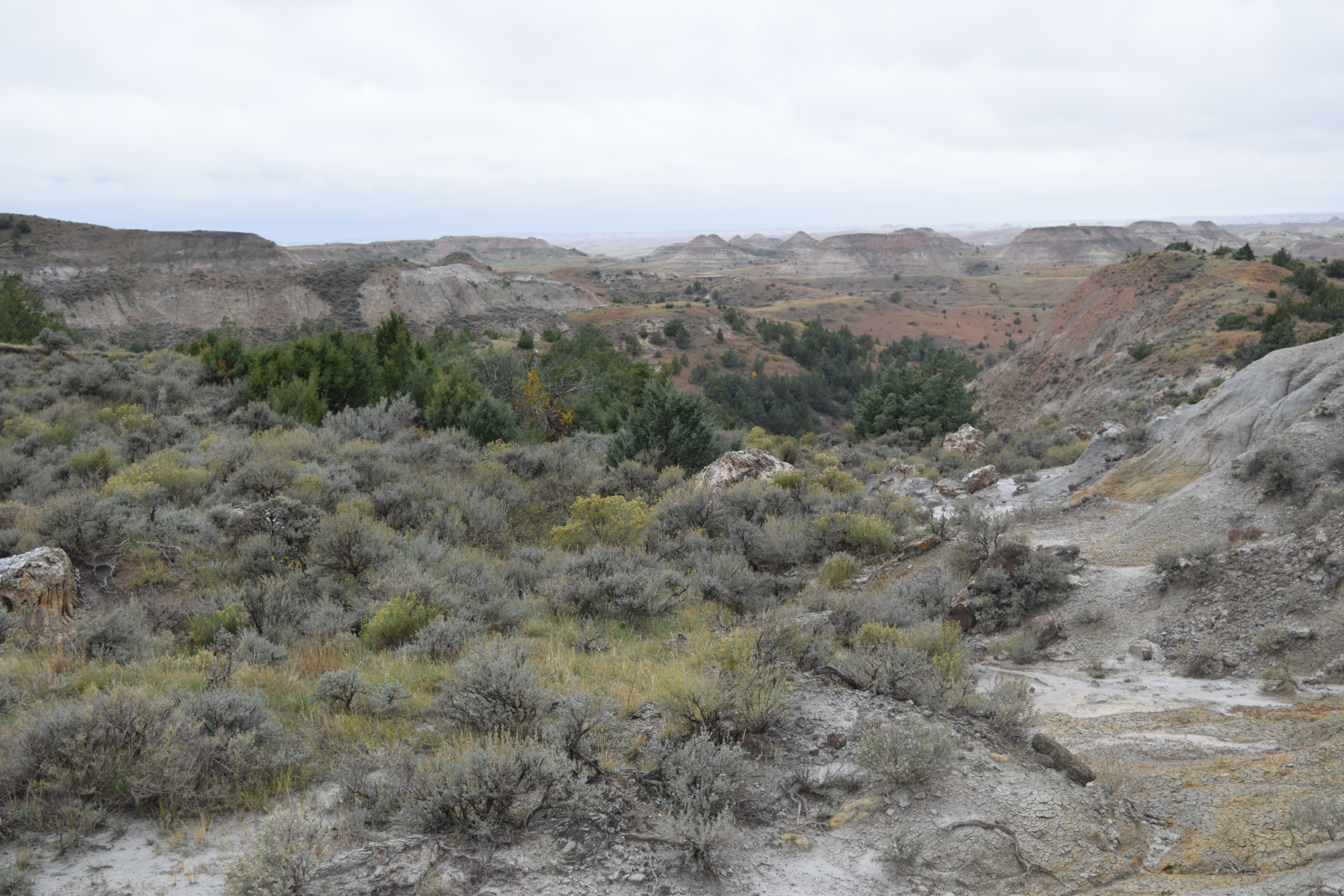 Petrified Forest Loop