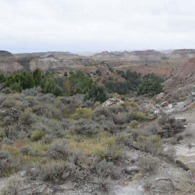Petrified Forest Loop