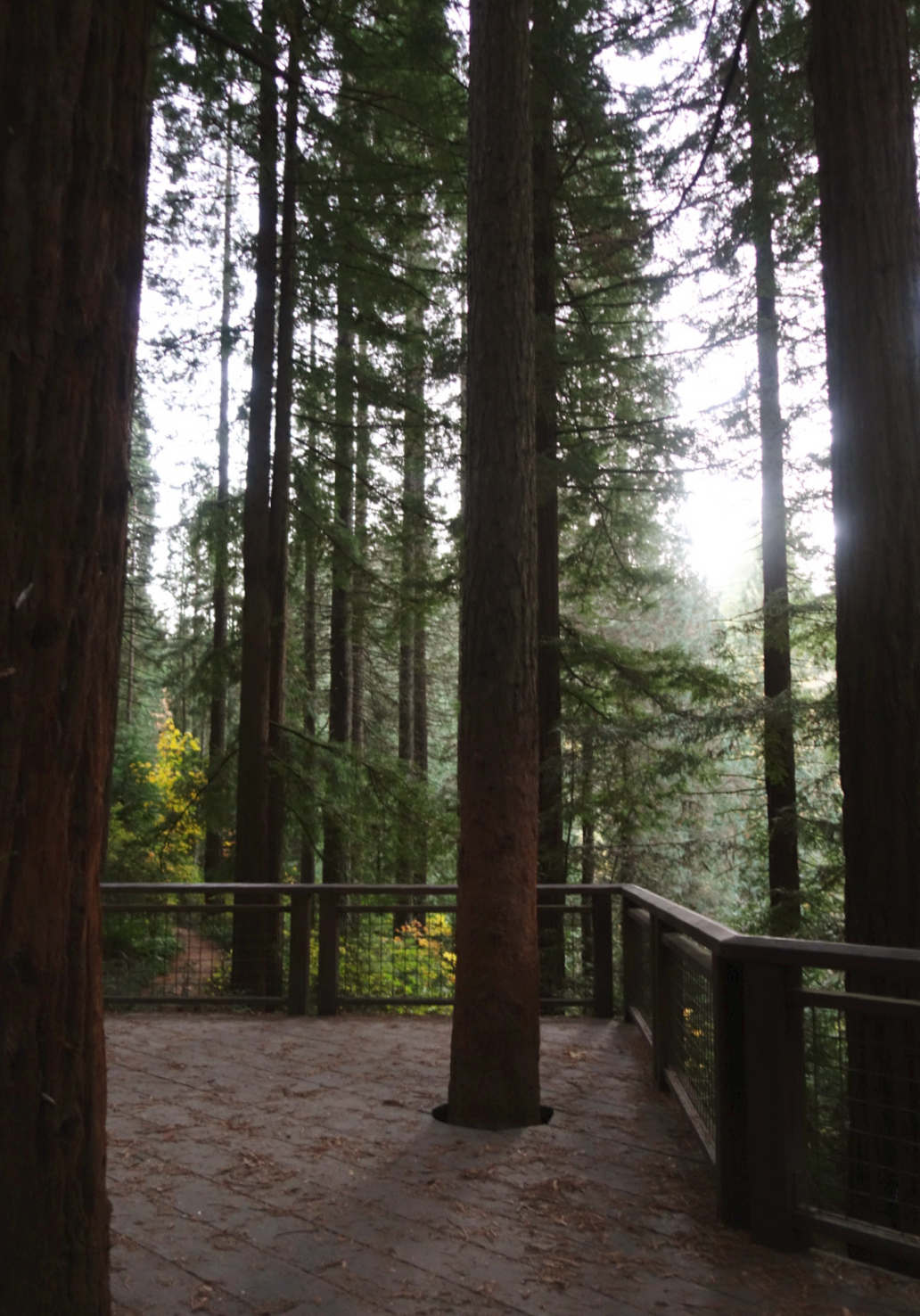 Hoyt Arboretum
