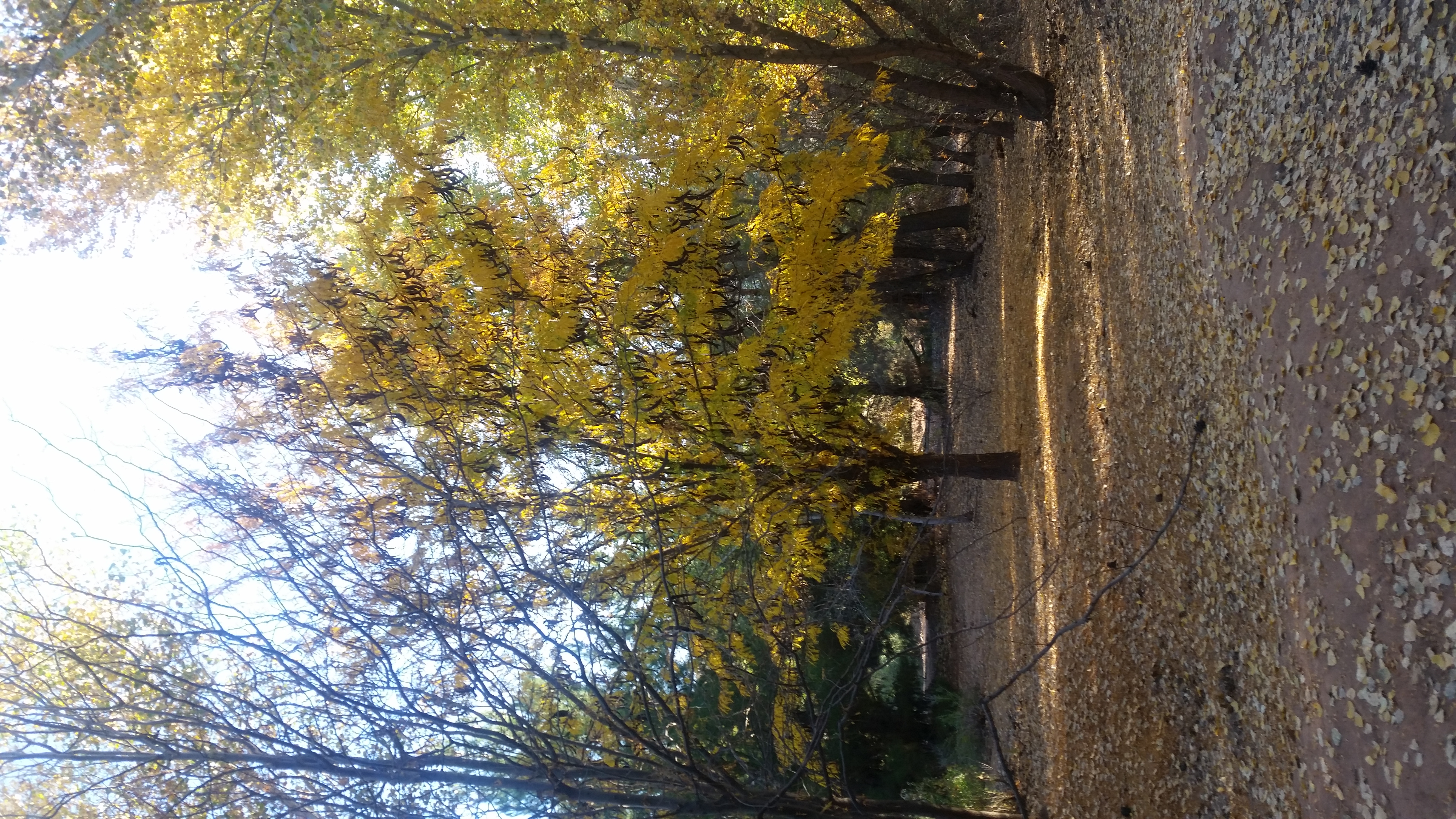 Run the Santa Clara River Trail to Tonaquint Park and Cottonwood Cove Park