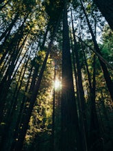 Observation Deck Loop in Henry Cowell Redwoods SP