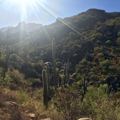Canyon Loop Trail in Catalina State Park