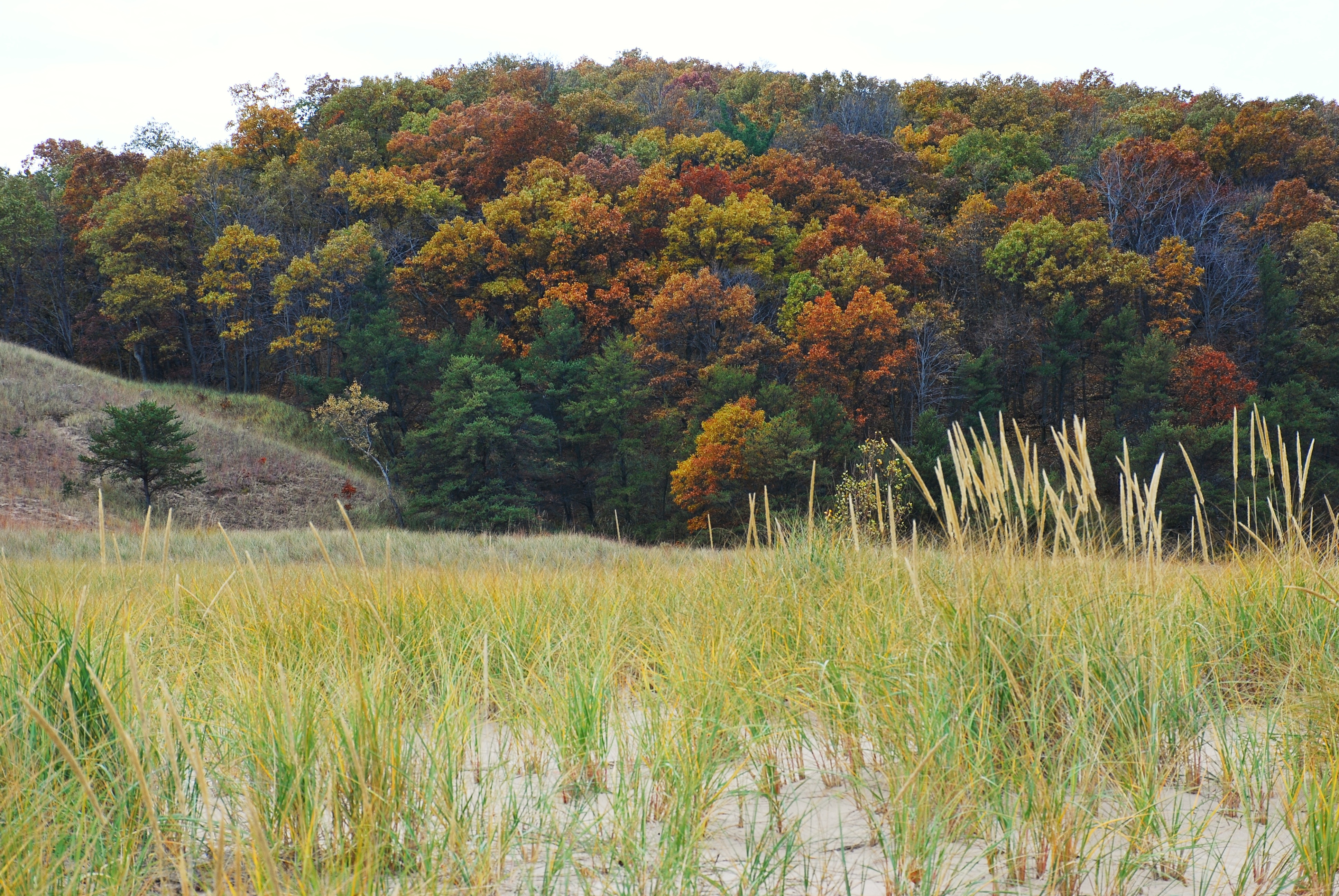Hike the Cowles Bog Trail, Indiana Dunes National Lakeshore