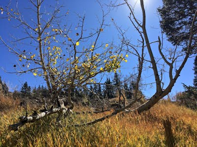 Hike the Aspen Nature Loop at Humphrey's Peak